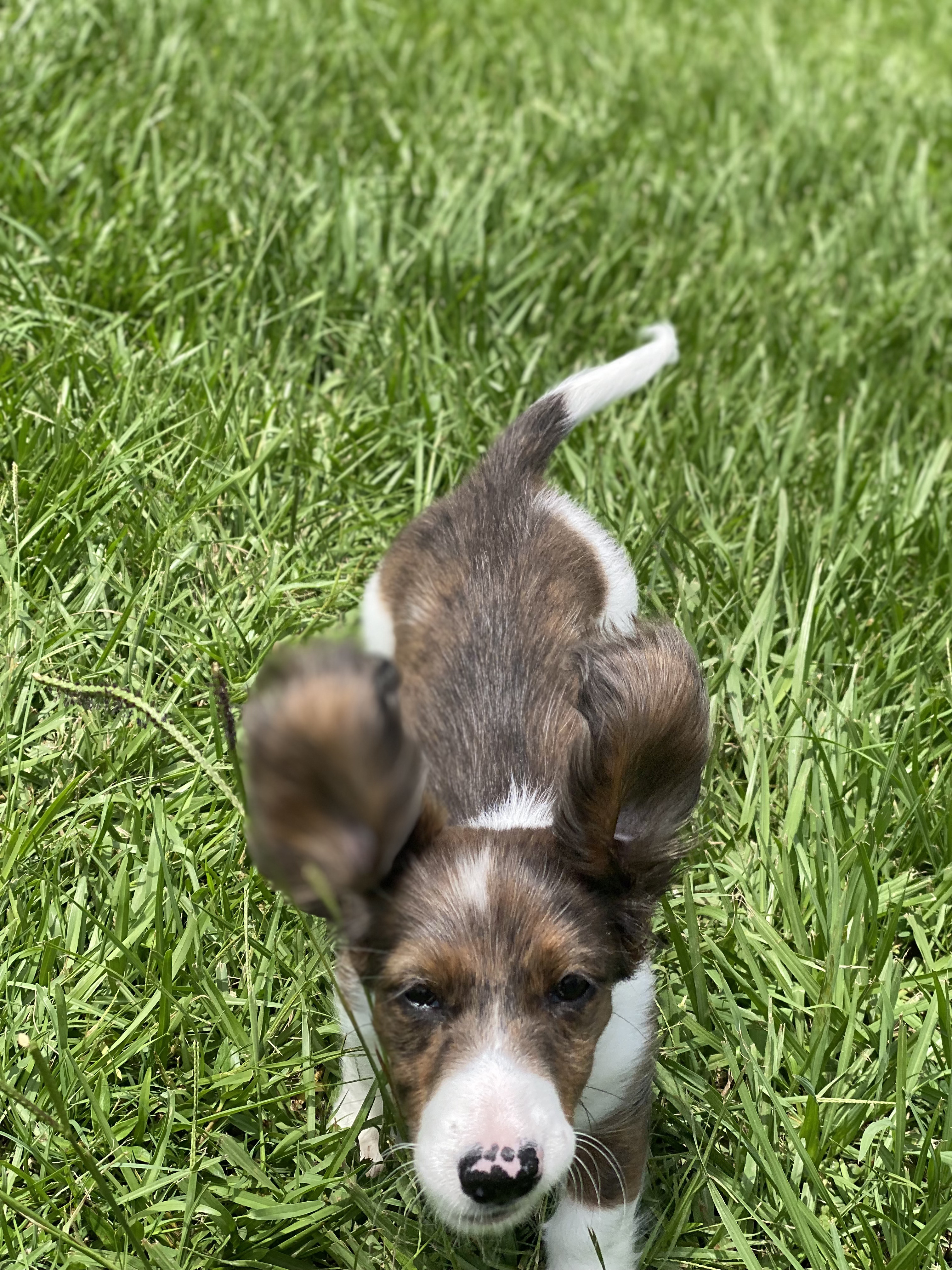 Carson Animal Hospital gallery photo 39