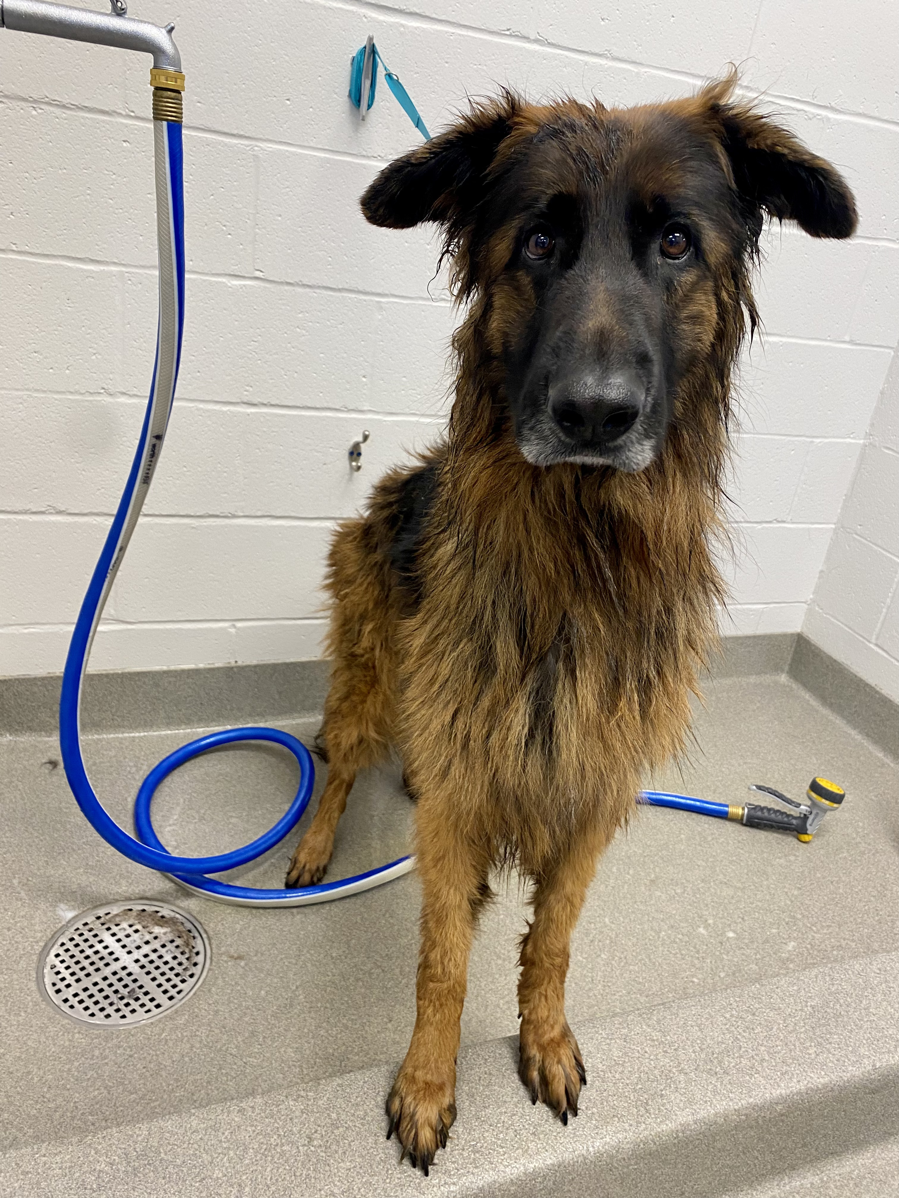 Carson Animal Hospital gallery photo 39