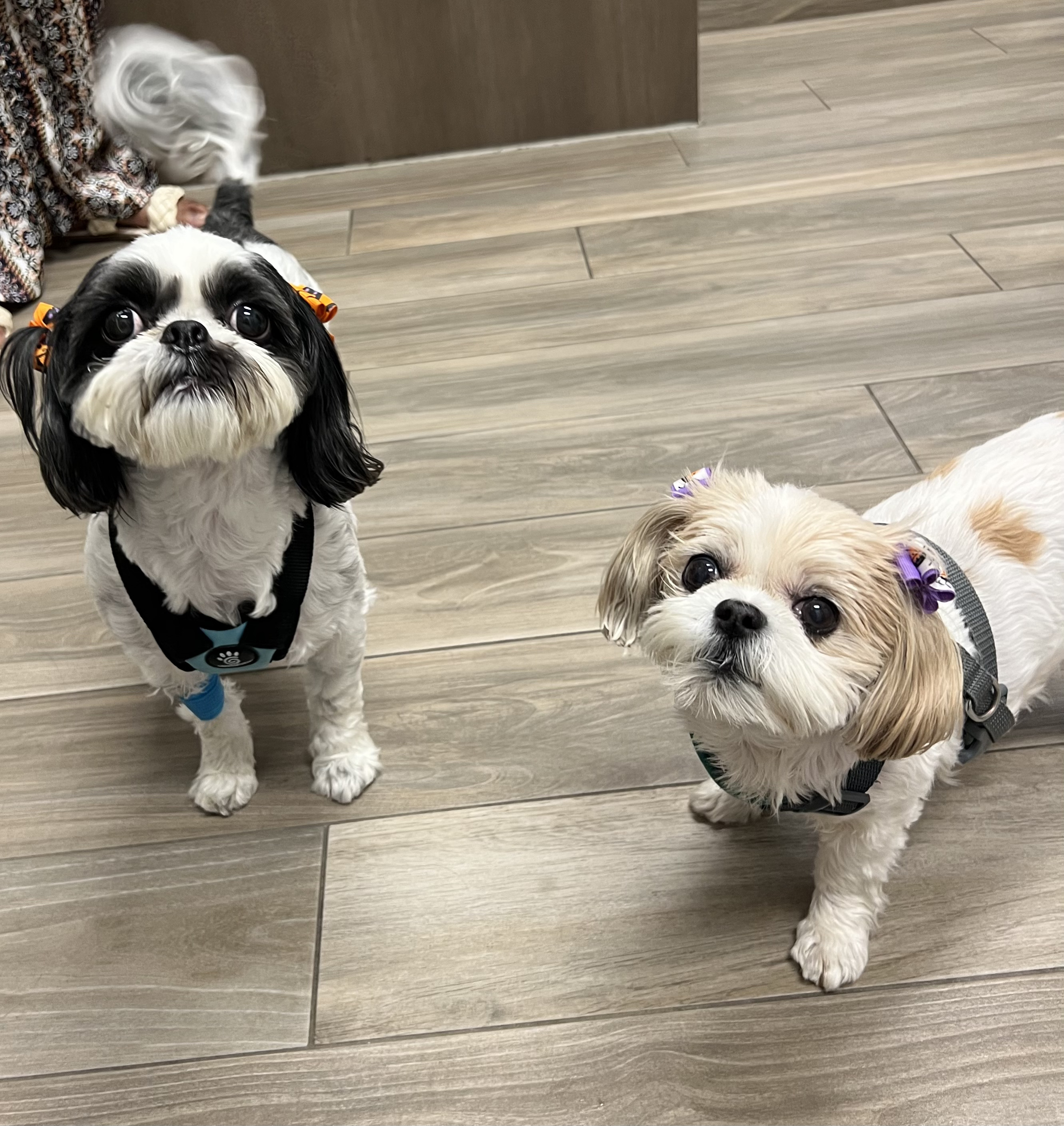 Carson Animal Hospital gallery photo 39