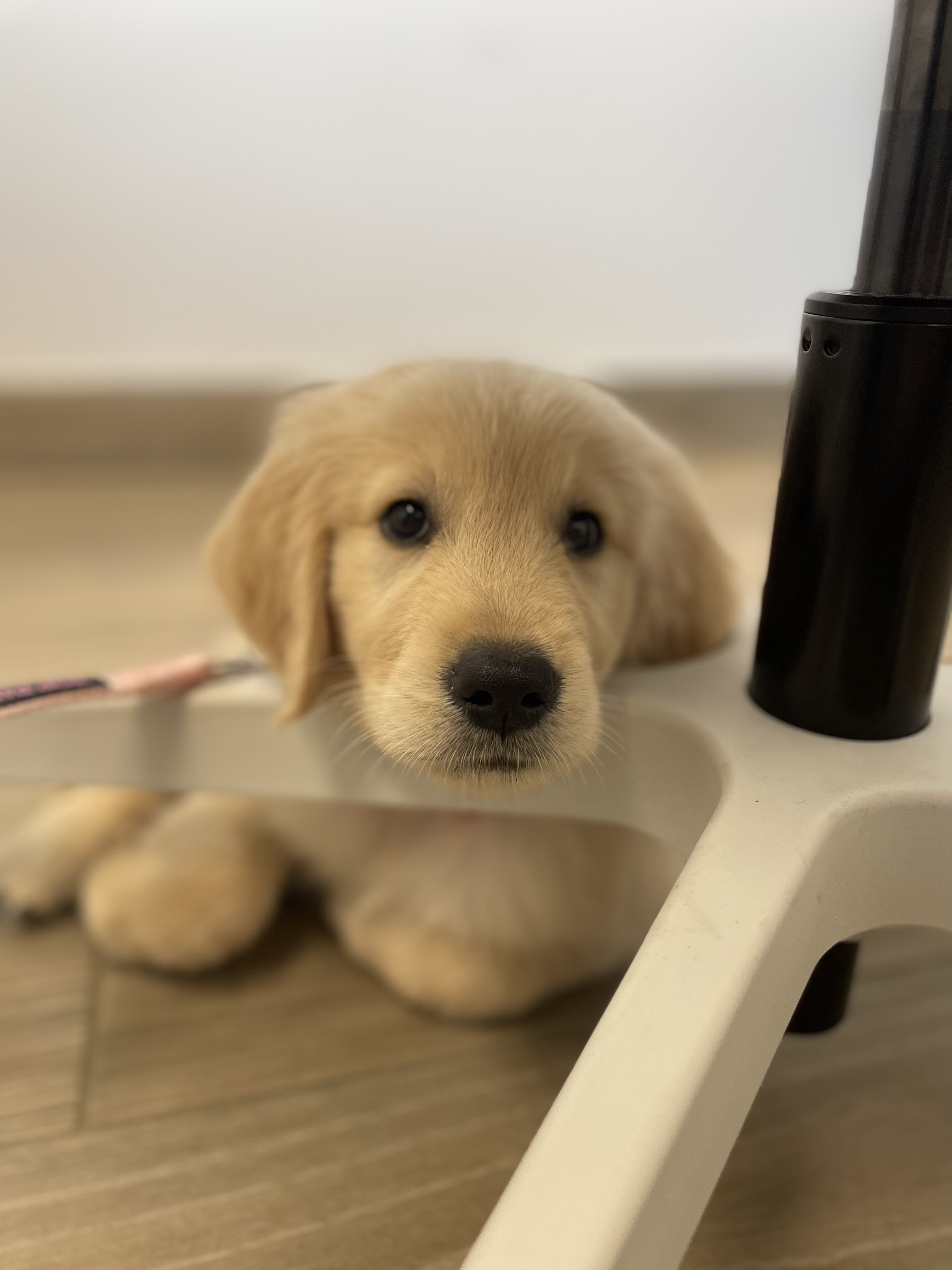 Carson Animal Hospital gallery photo 39