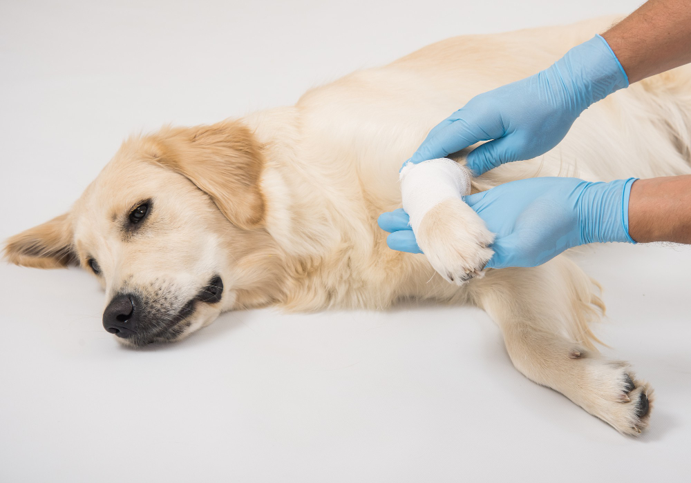 A dog at Carson Animal Hospital, recovering comfortably