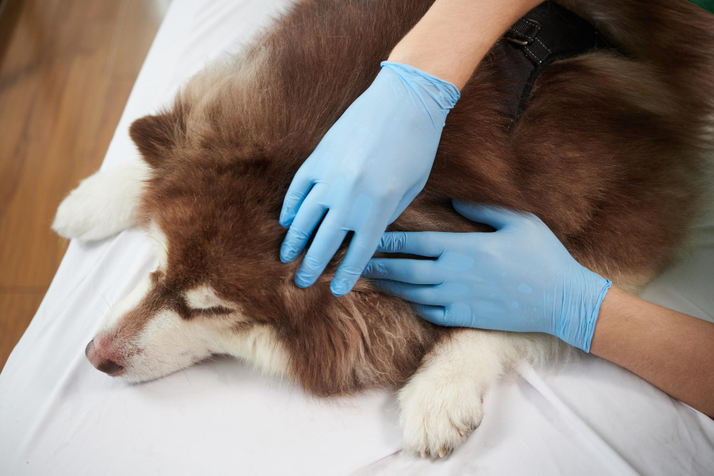 A dog at Carson Animal Hospital, recovering comfortably