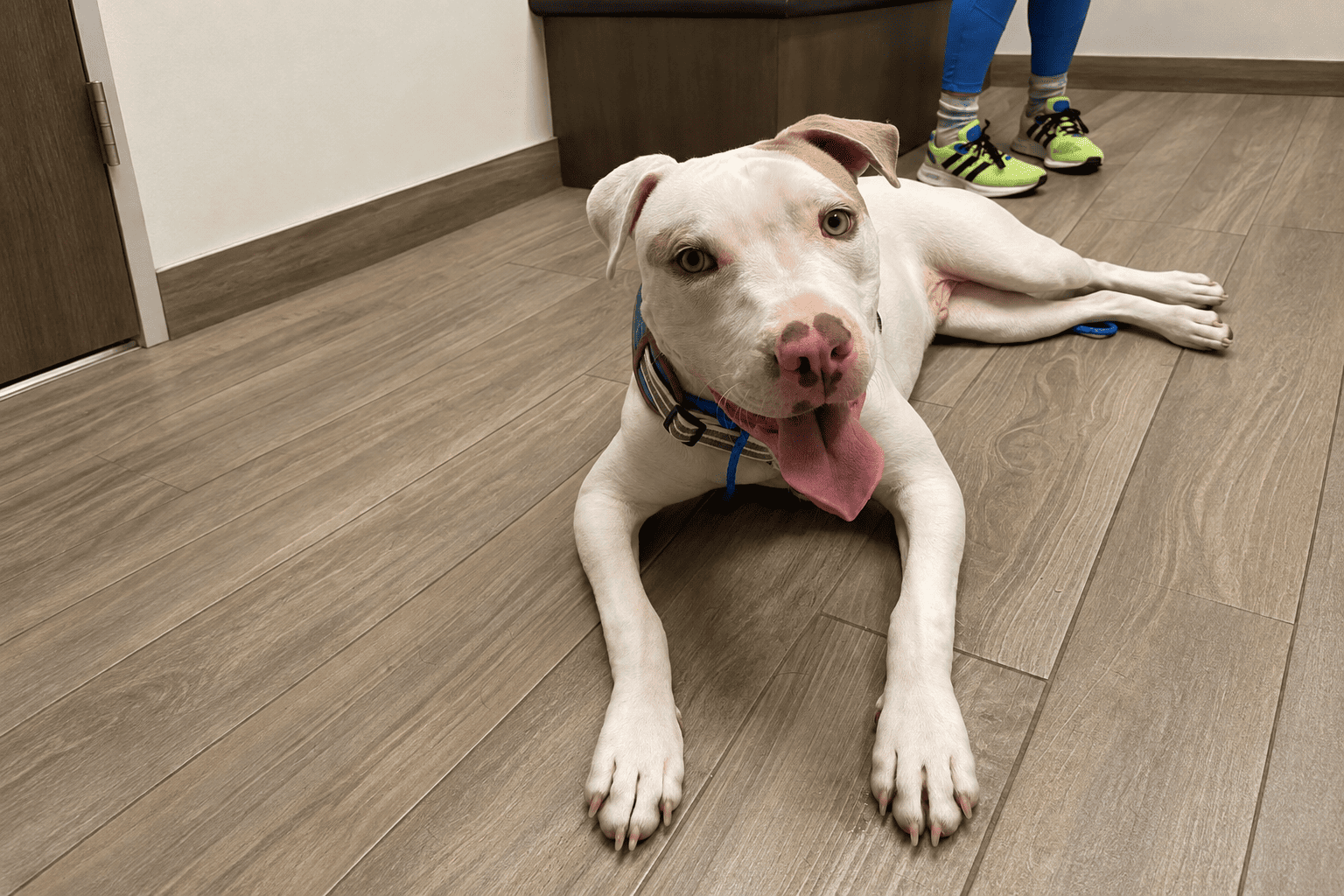 A dog at Carson Animal Hospital, recovering comfortably