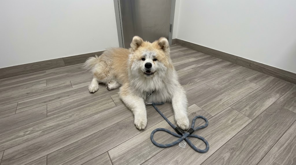 A dog at Carson Animal Hospital, recovering comfortably