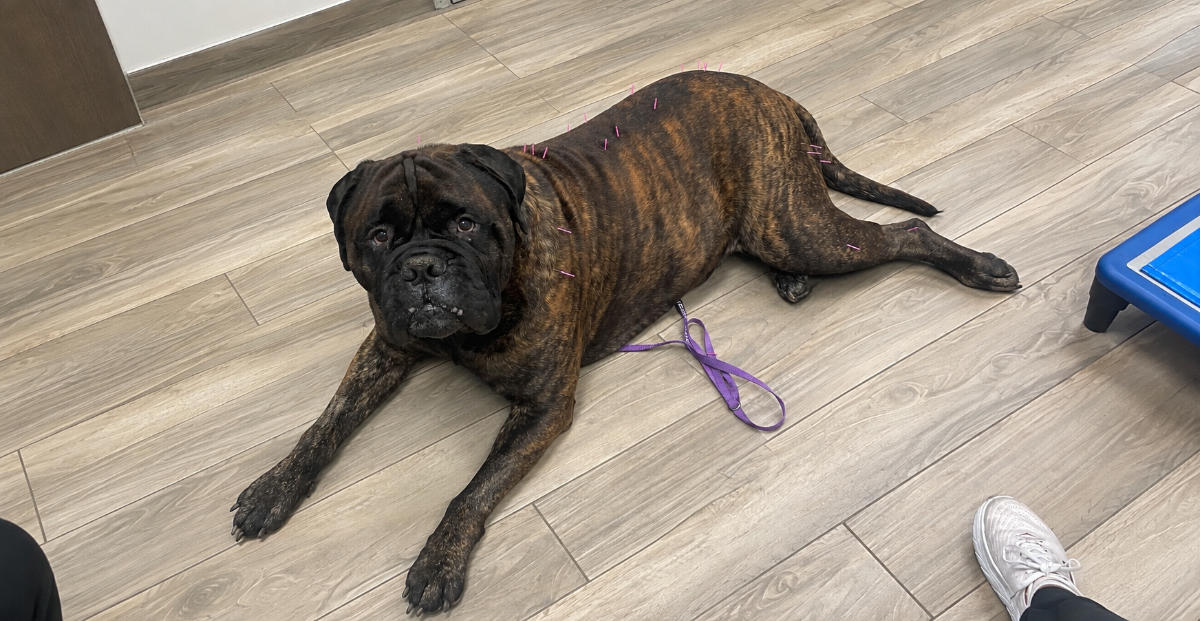 A dog at Carson Animal Hospital, recovering comfortably