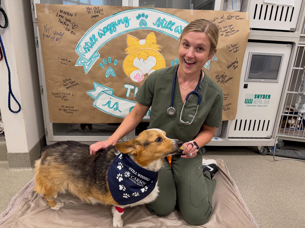 A dog at Carson Animal Hospital, recovering comfortably