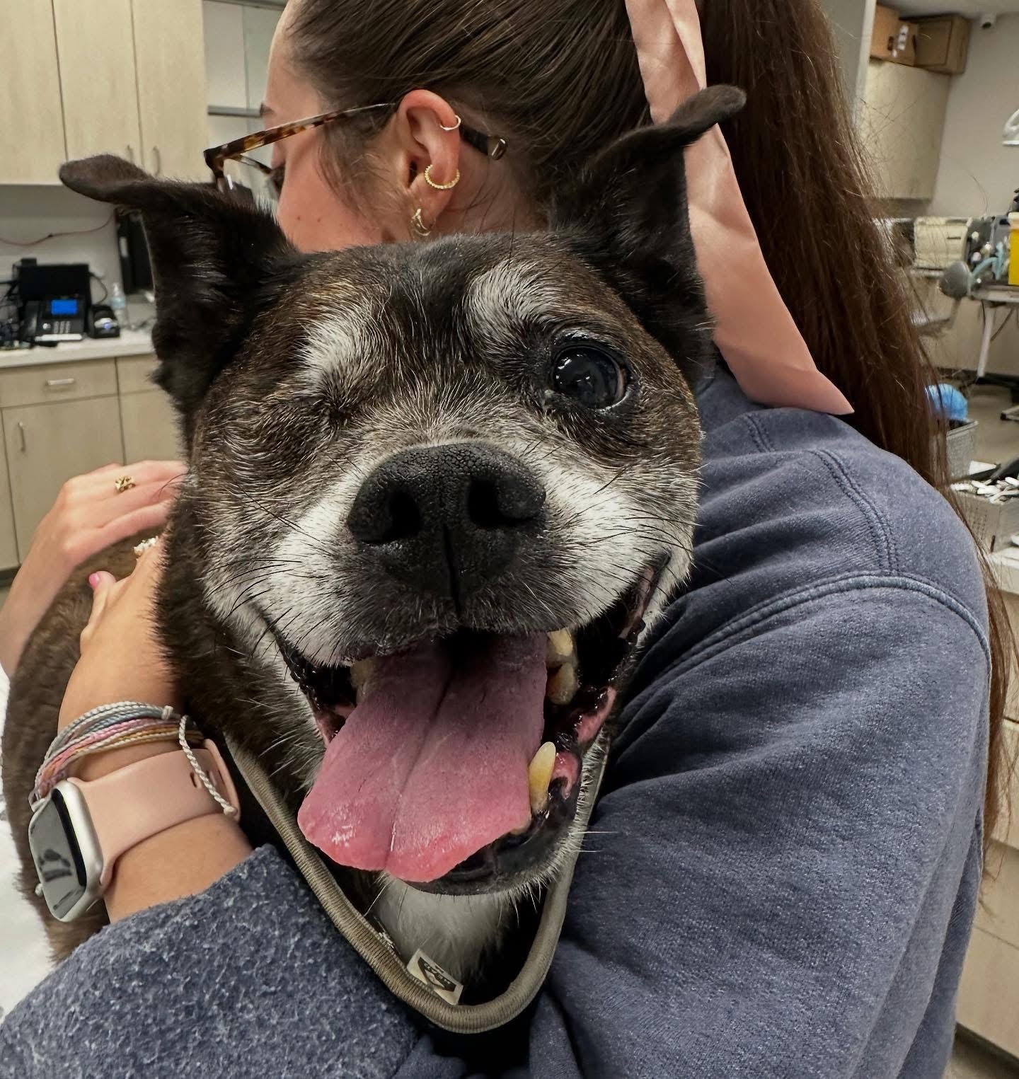 A dog at Carson Animal Hospital, recovering comfortably