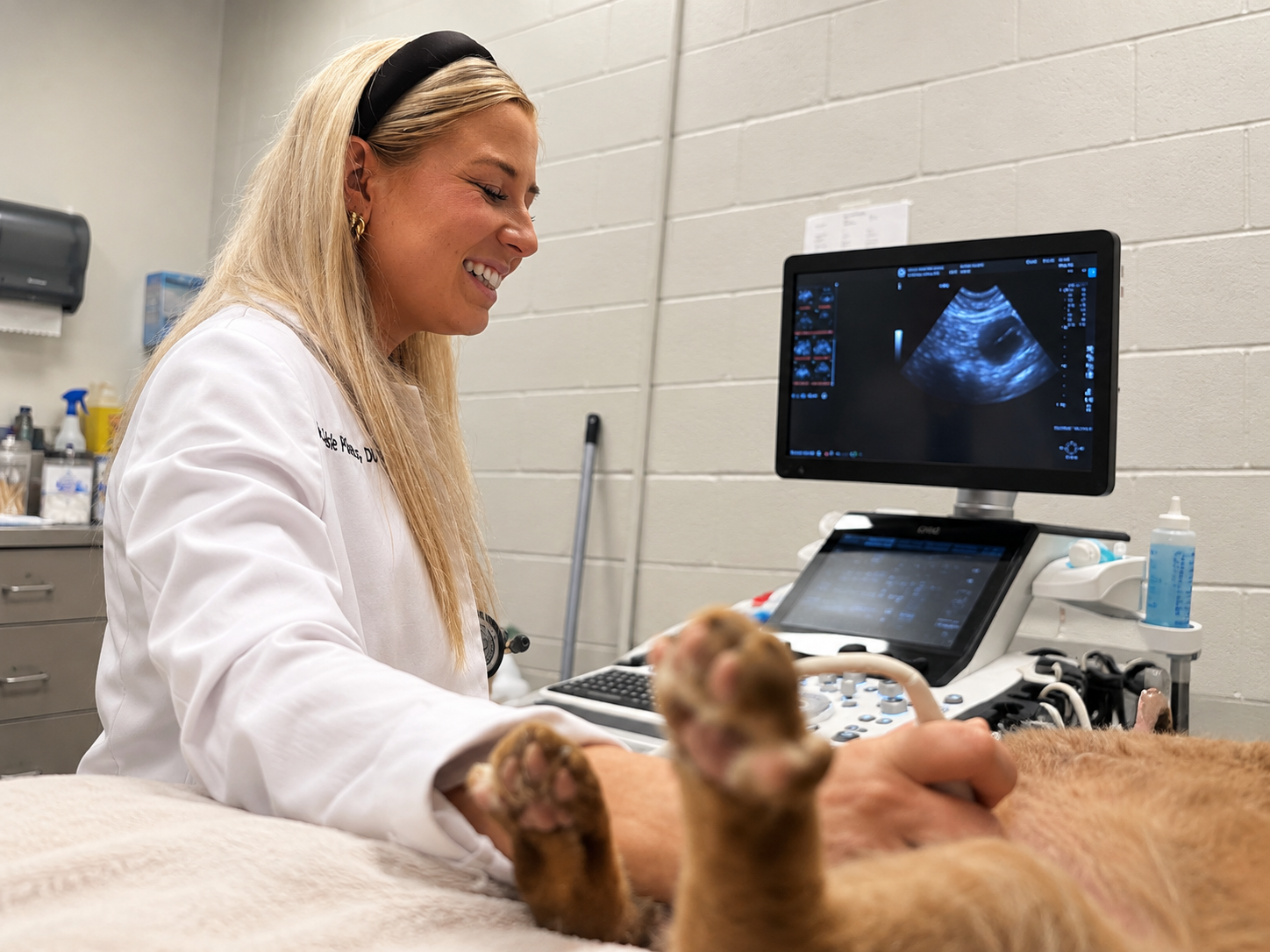 A dog at Carson Animal Hospital, recovering comfortably