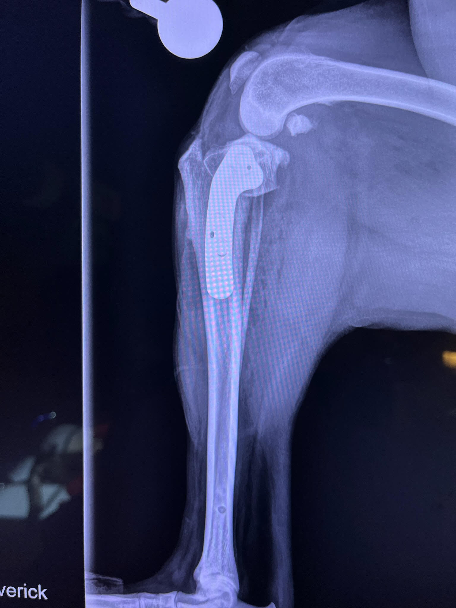 TPLO orthopedic surgery at Carson Animal Hospital