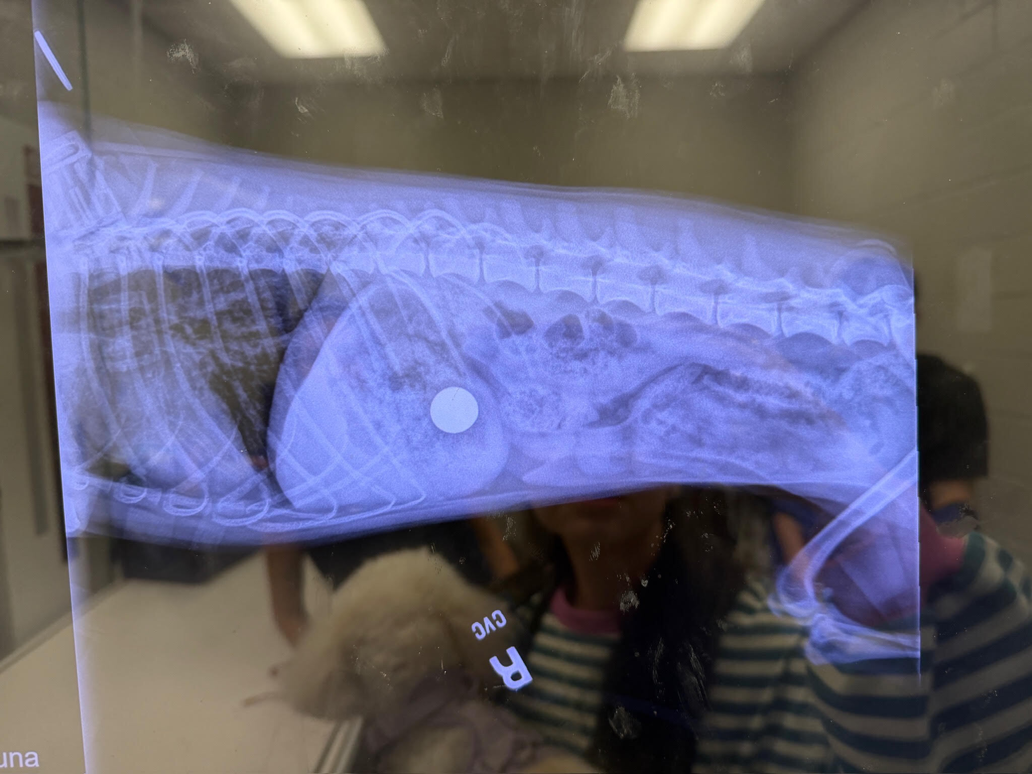Lateral digital radiograph of a pet's chest and abdomen