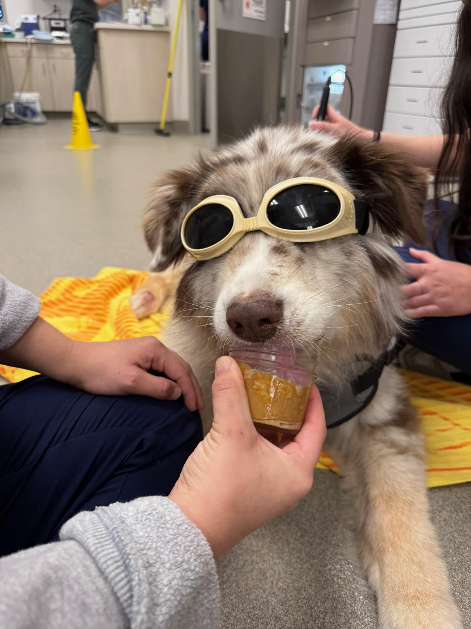 Pet receiving K-Laser therapy