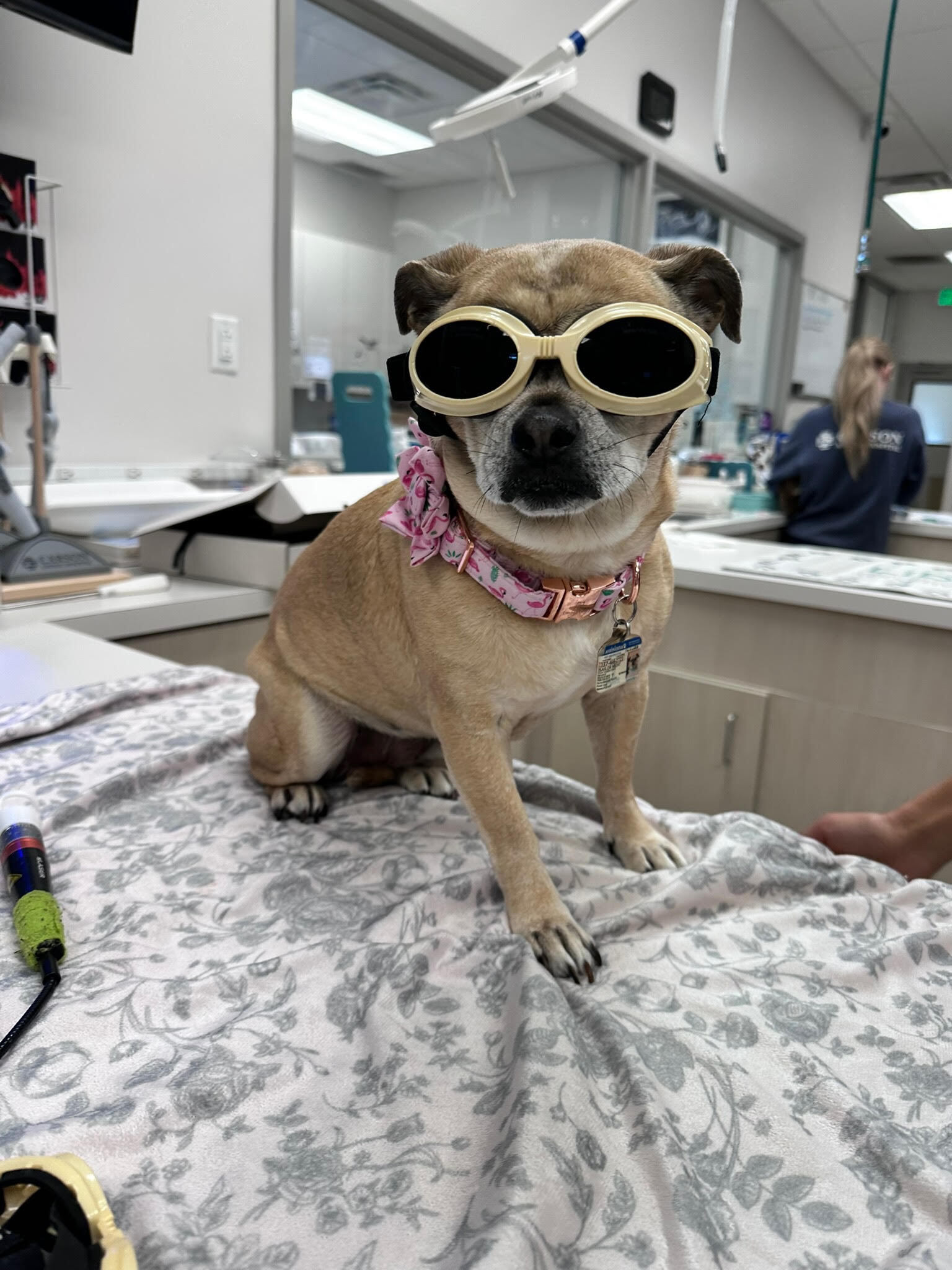 K-Laser therapy treatment at Carson Animal Hospital