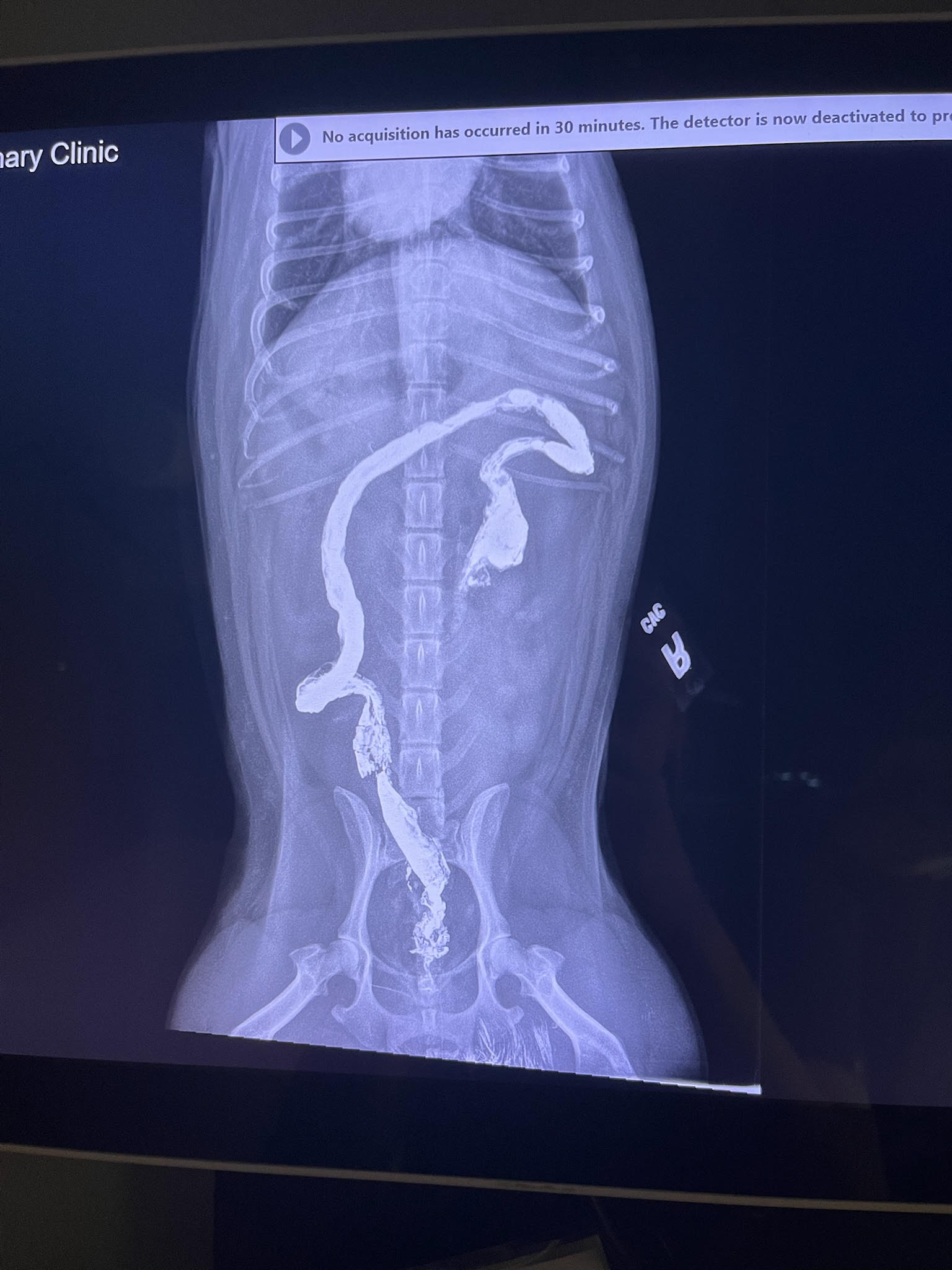Contrast digital radiograph showing a pet's digestive tract