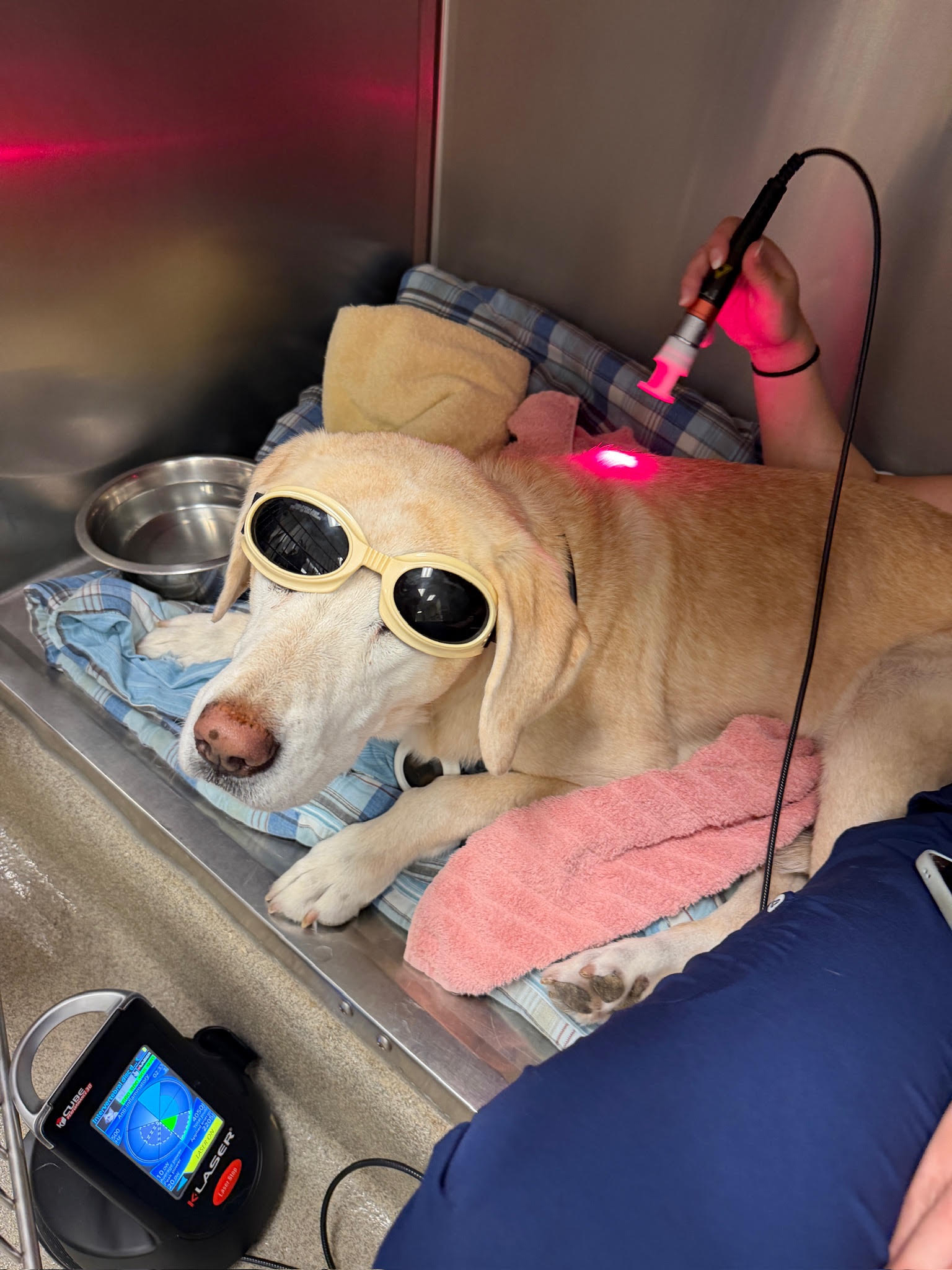 Pet relaxing during laser therapy session