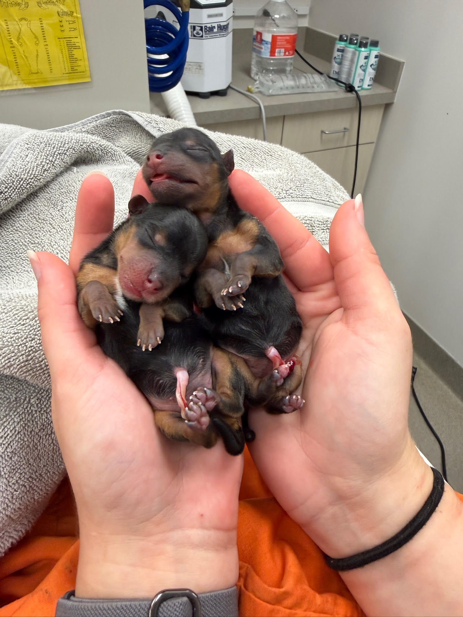 Newborn puppies after a C-section at Carson Animal Hospital