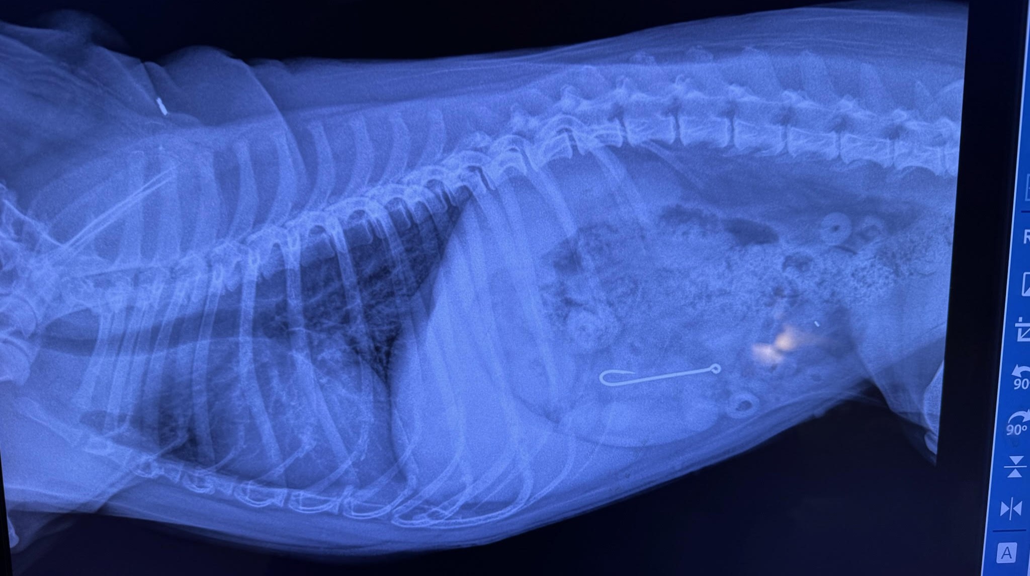 Lateral digital radiograph showing a swallowed fishhook in a pet's abdomen