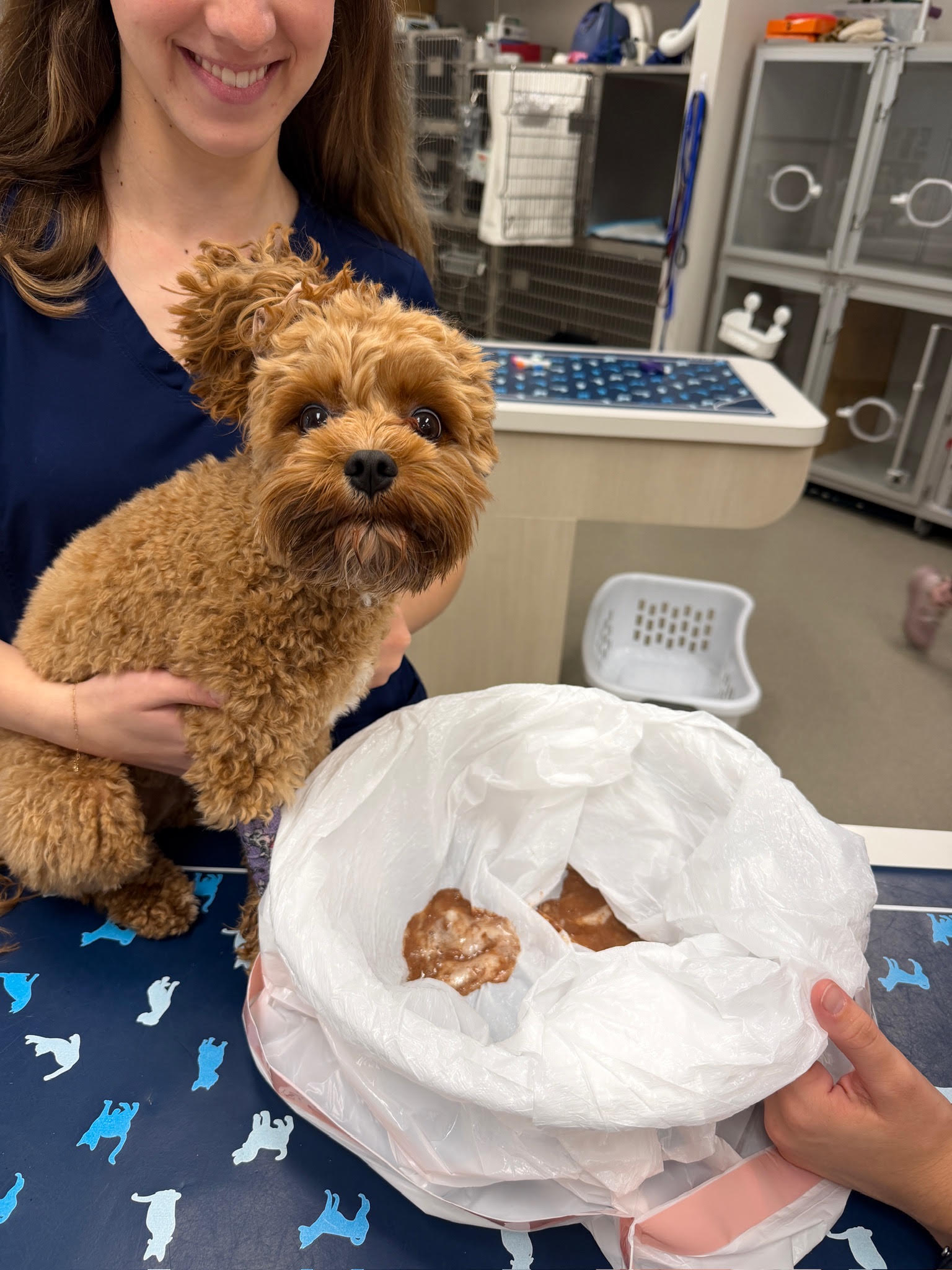 A dog at Carson Animal Hospital, recovering comfortably