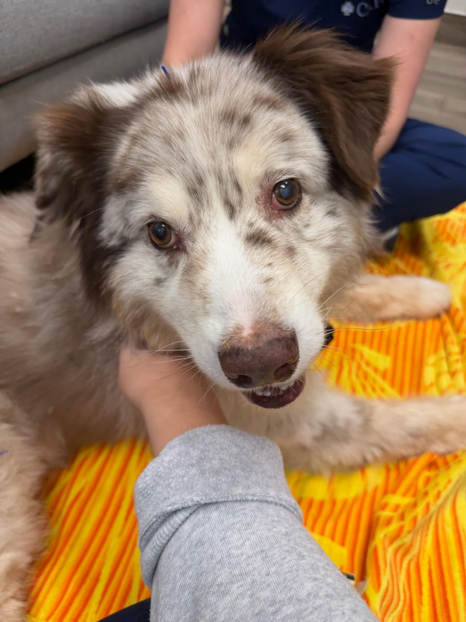 A dog at Carson Animal Hospital, recovering comfortably
