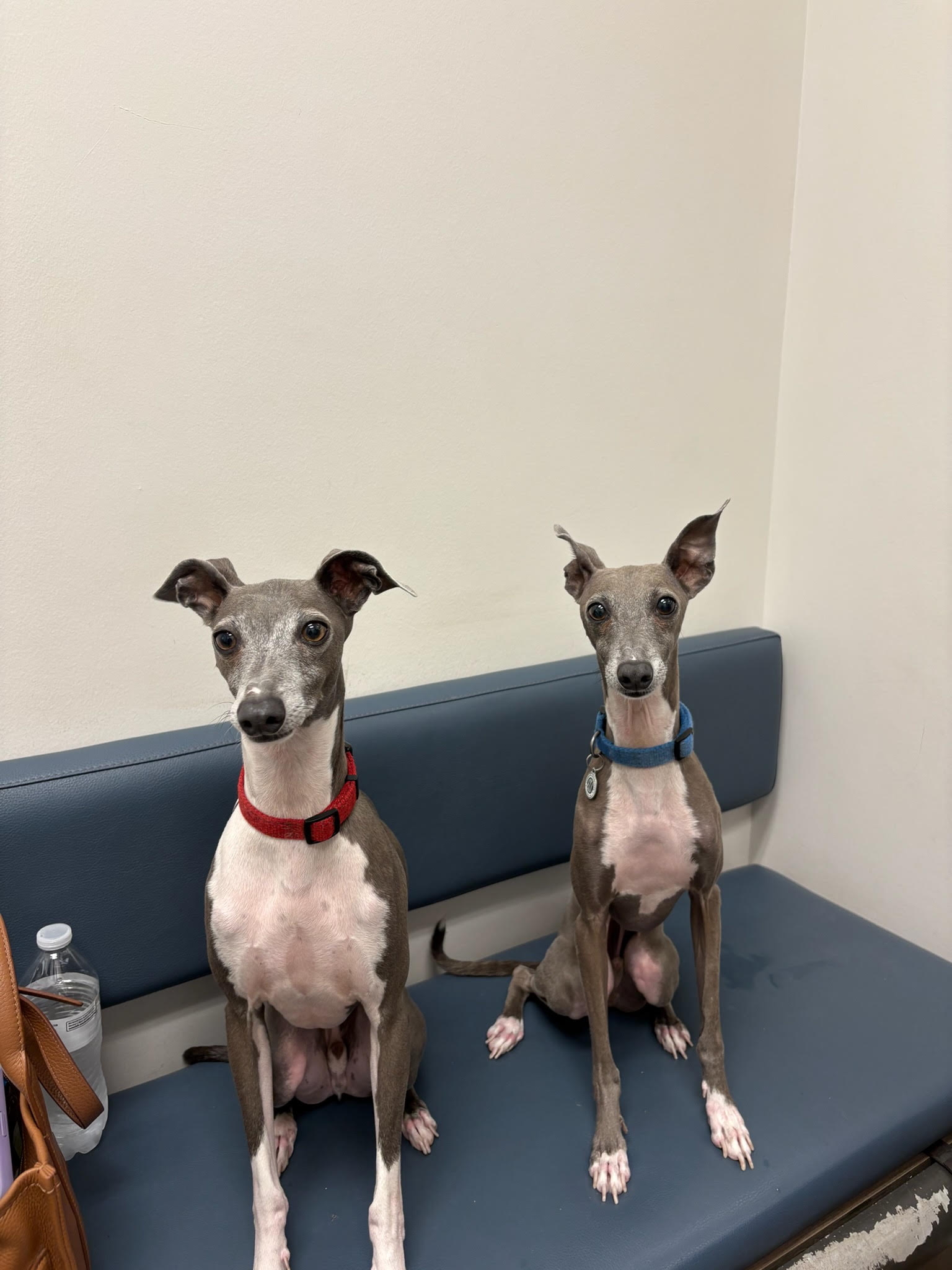 A dog at Carson Animal Hospital, recovering comfortably