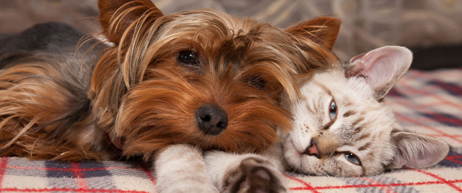 A dog and kitten resting comfortably together