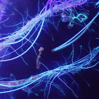Title Sequence References