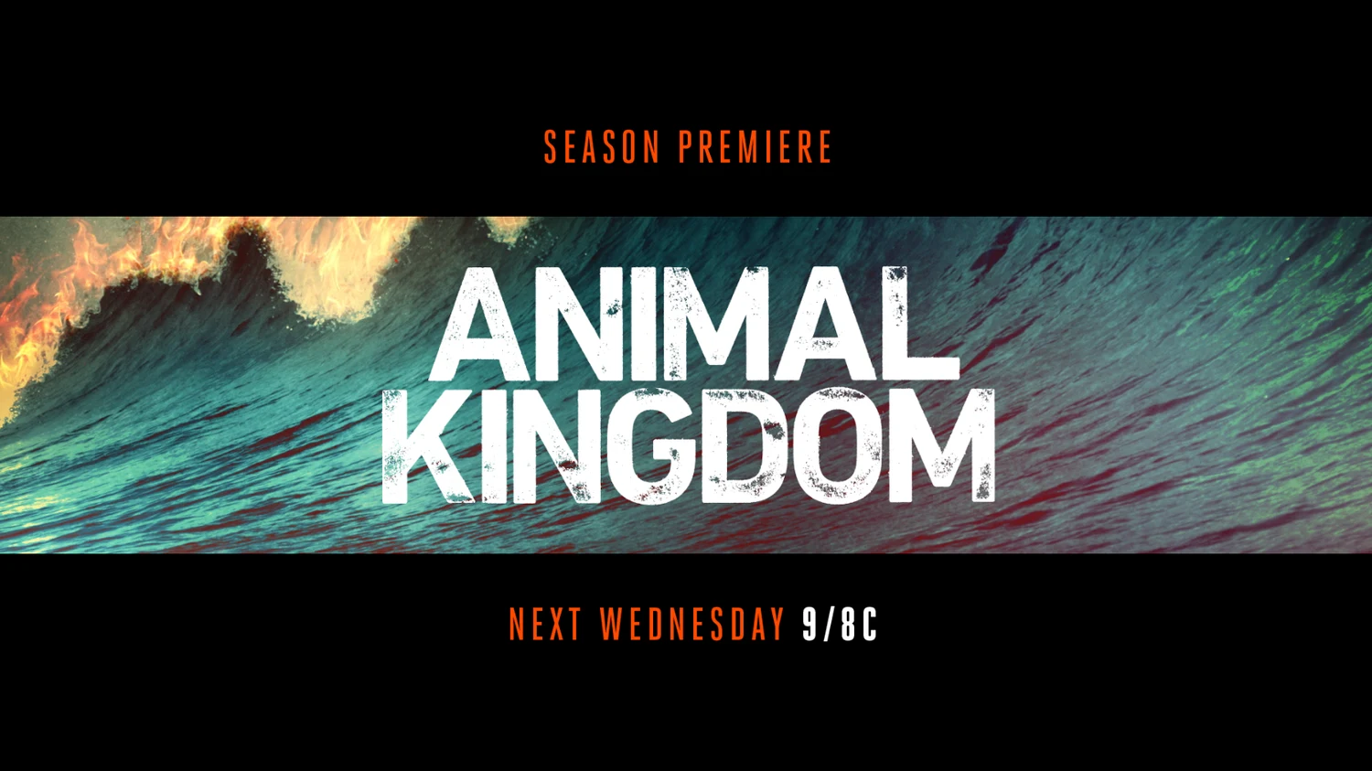 Animalkingdom