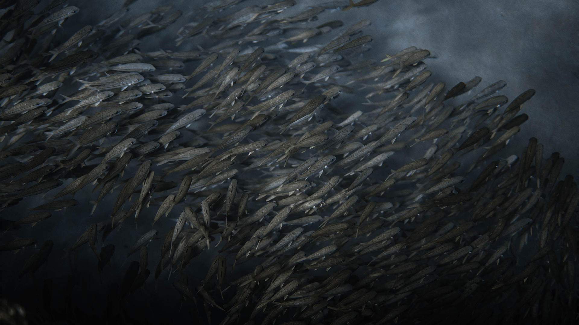 Large school of small fish swimming closely together underwater in dark blue water.