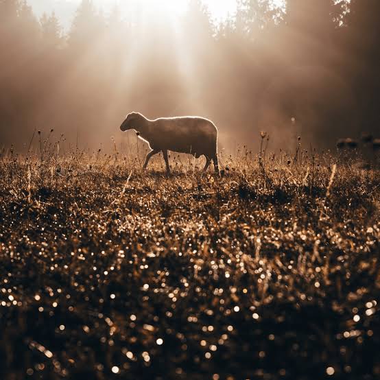 A lamb walking through a sunlit field