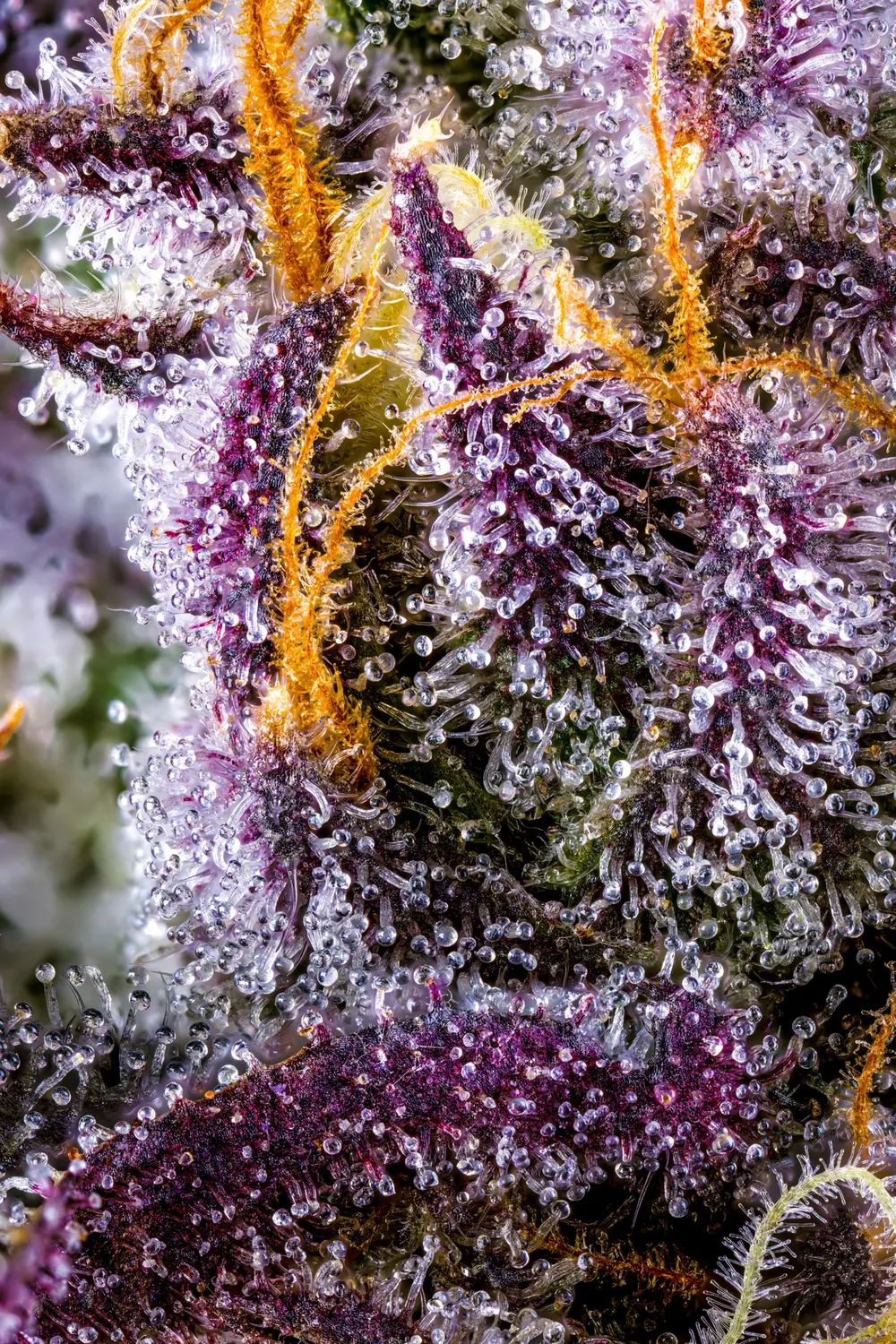 Close-up of resin, orange pistils, and purple leaves