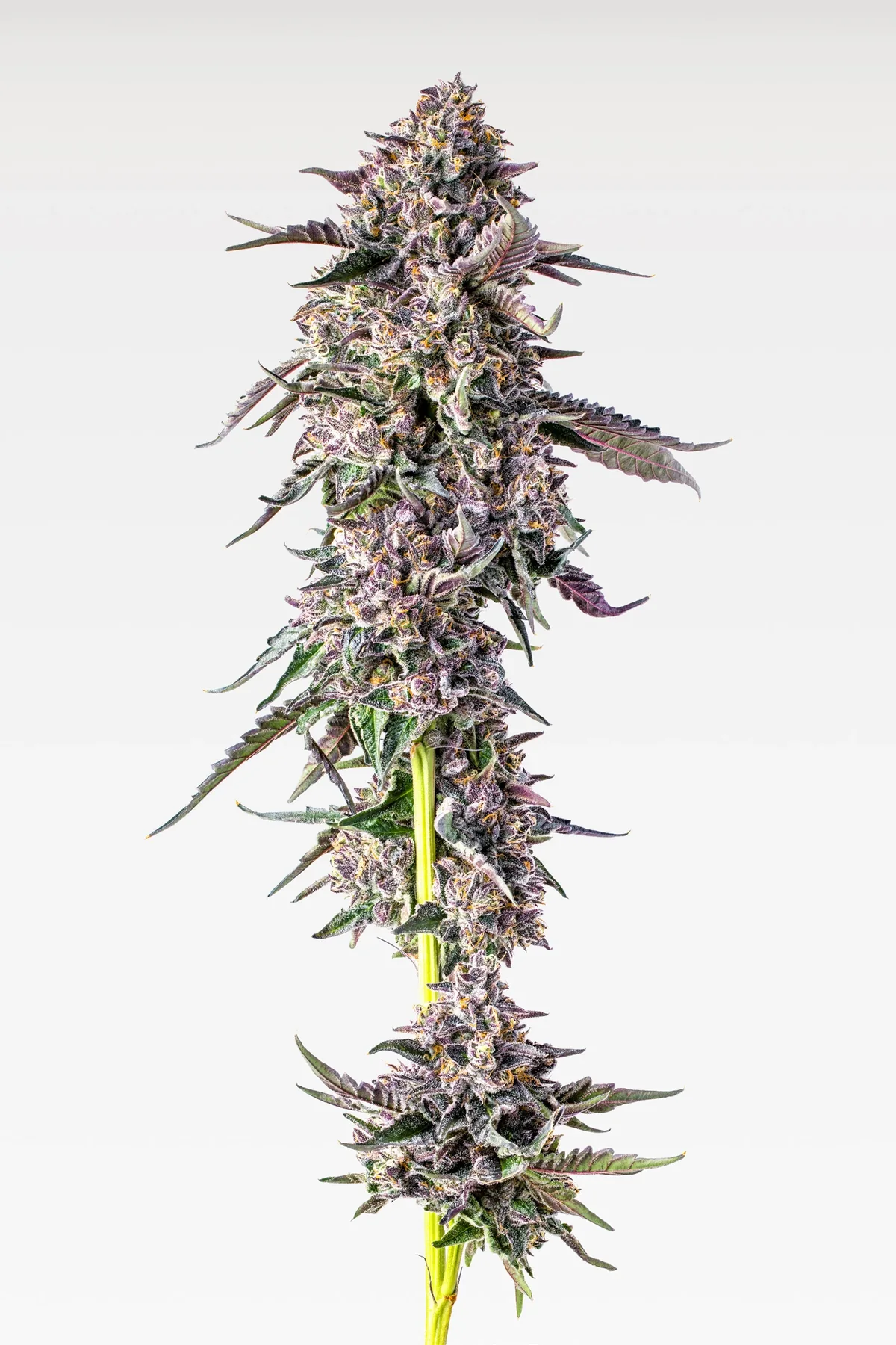A full flowering cannabis branch with dense buds and purple leaves