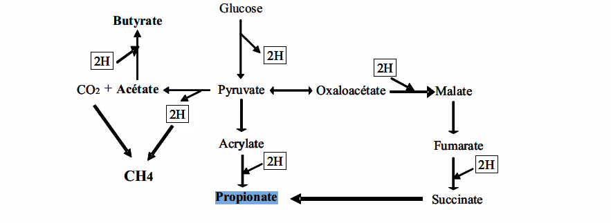 métabolisme de l’hydrogène dans les différentes voies fermentaires du rumen (Cairn, 2009)