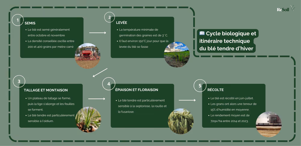 Cycle biologique et itinéraire technique du blé tendre (©ReSoil, 2025)