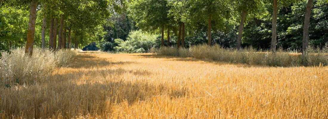 Agroforesterie