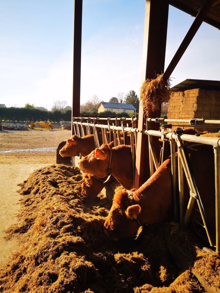 Visite de la ferme - Vaches à l'étable