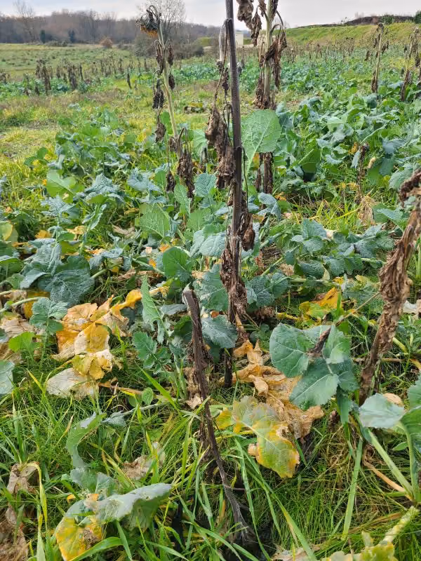 Visite de la ferme - Colza en culture associée avec un couvert multi-espèces (tournesol, trèfle incarnat,phacélie et pois d'hiver)