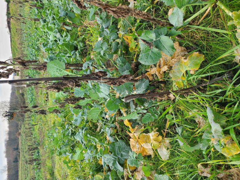 Visite de la ferme - Colza en culture associée avec un couvert multi-espèces (tournesol, trèfle incarnat,phacélie et pois d'hiver)