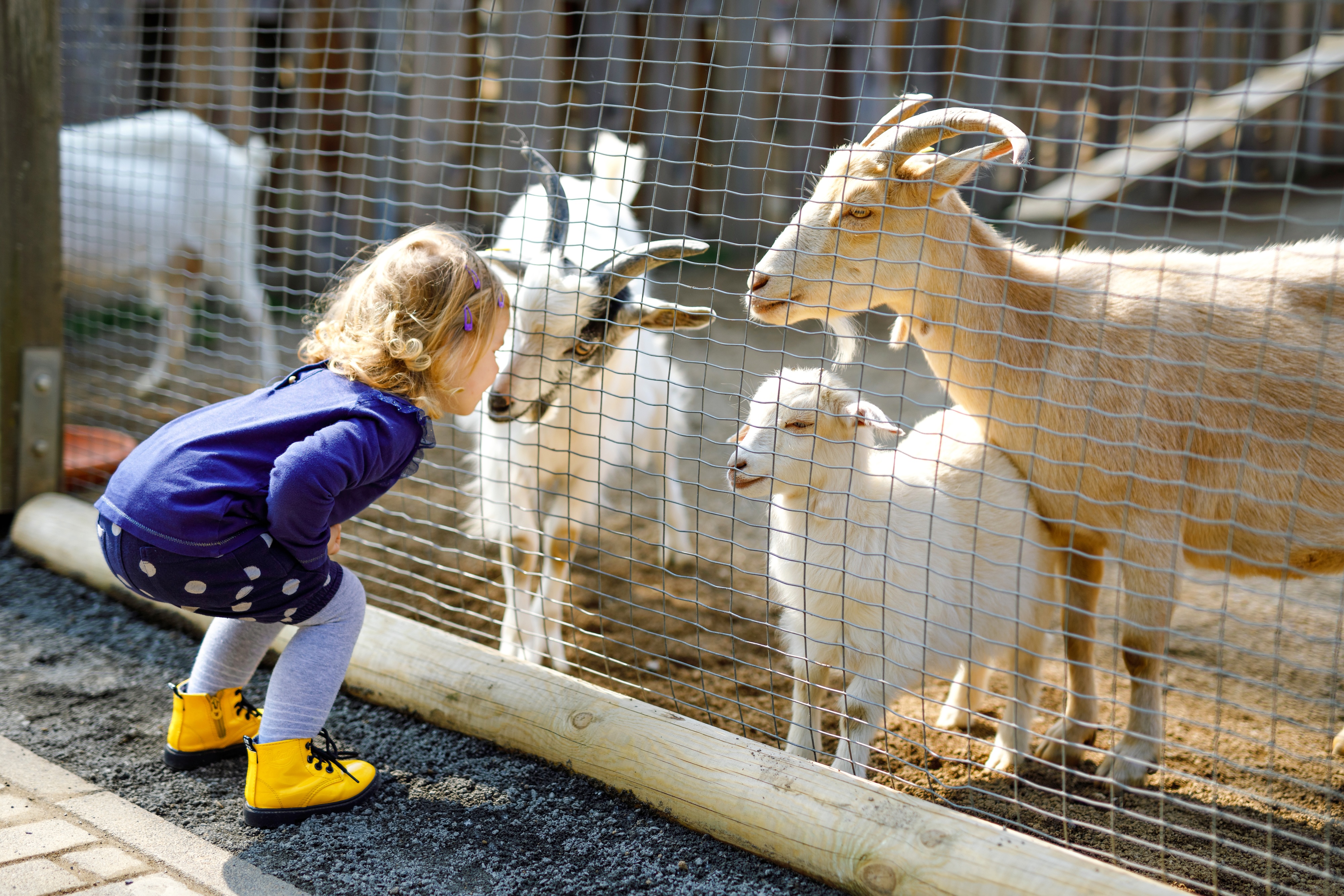 Girl petting goat stock image