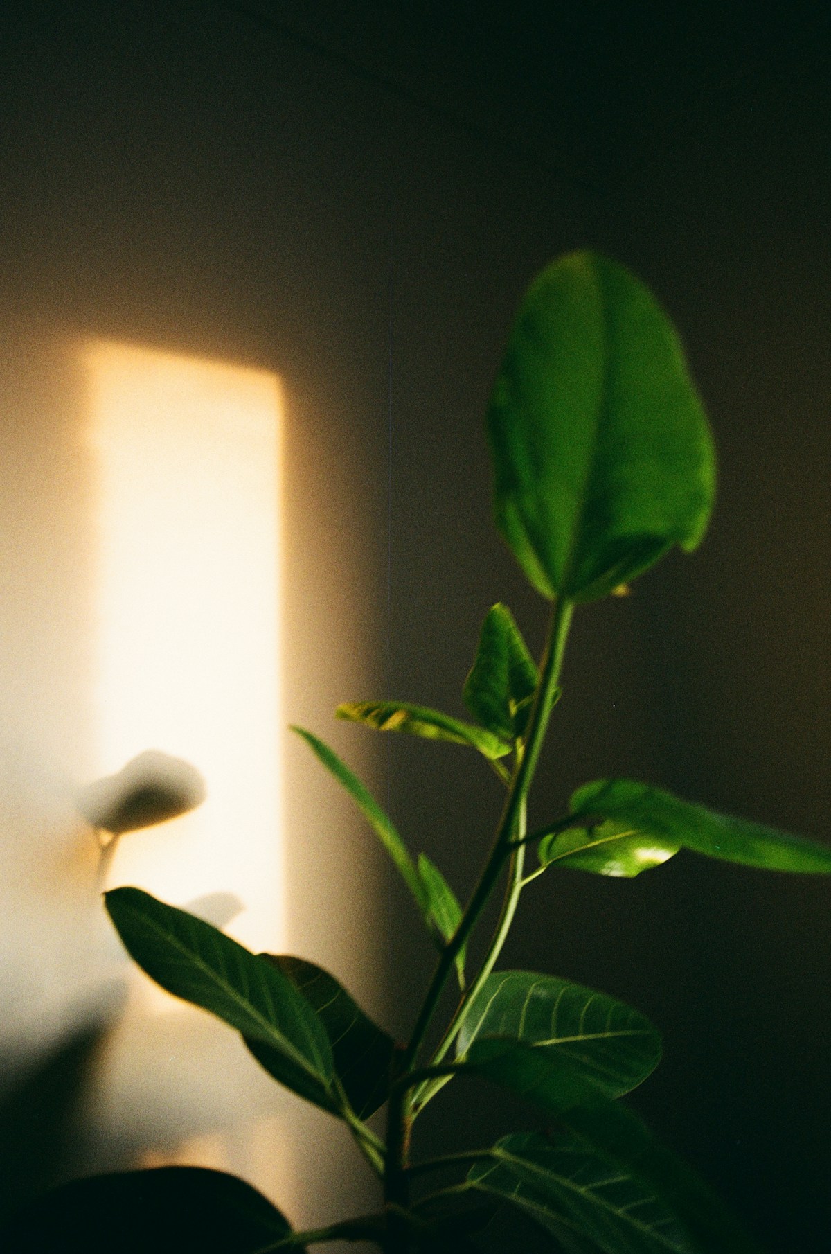 Photo: Max Dery / Unsplash Green leaves and their shadows in warm afternoon light