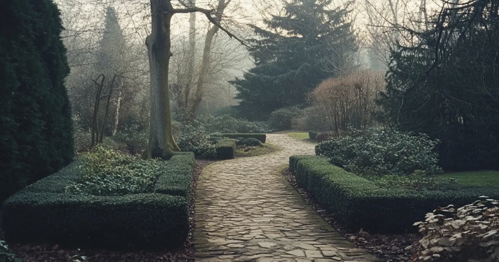 Mature garden path through clipped hedges in winter fog