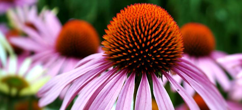 Purple coneflowers blooming in a drought-tolerant perennial planting bed