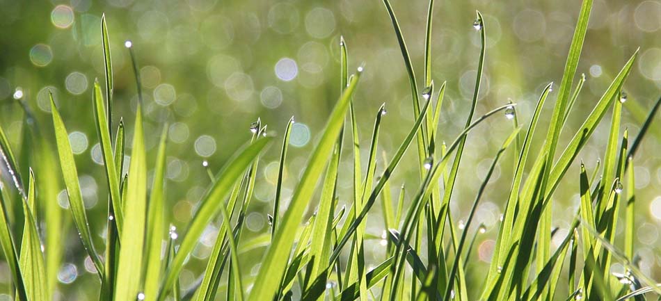 Close-up of dew-covered grass blades backlit by early morning sun