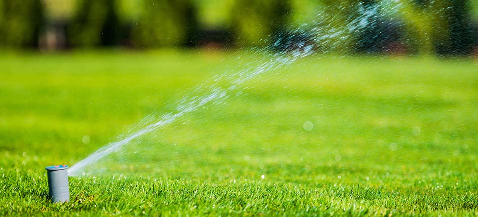A pop-up sprinkler head watering a healthy green lawn on a summer morning