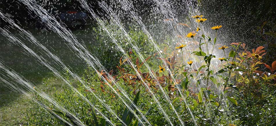 A sprinkler watering a sunlit perennial bed of yellow flowers and shrubs