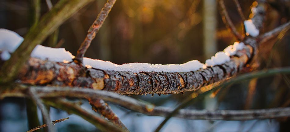 Fresh snow resting on a bare tree branch at golden hour in winter