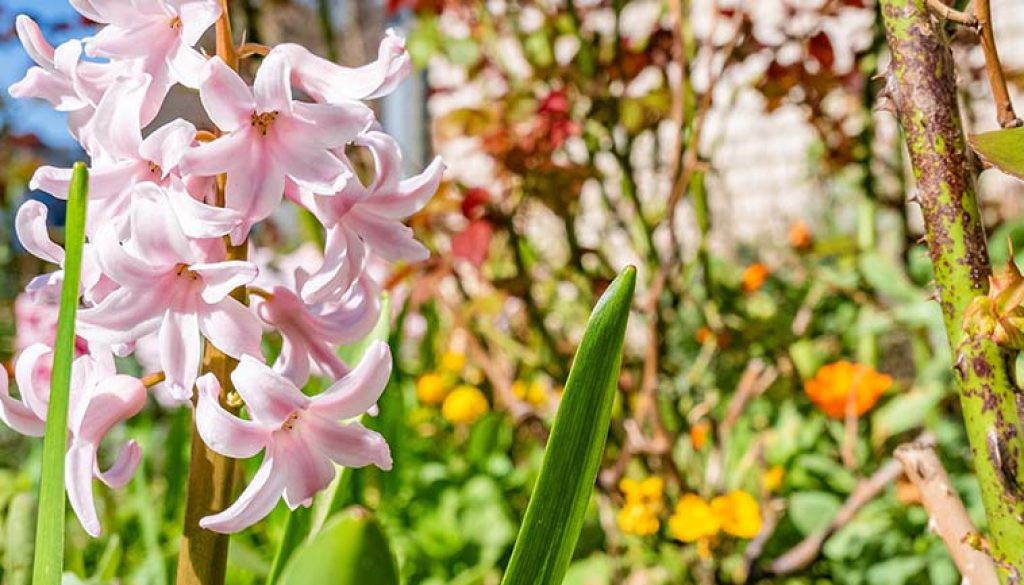 Pink hyacinths blooming in a colorful spring garden bed