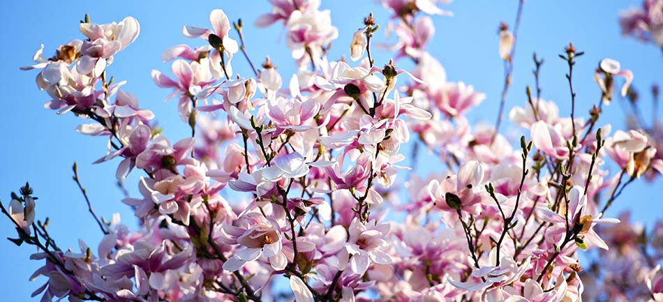 Pink magnolia blossoms in full bloom against a clear blue spring sky
