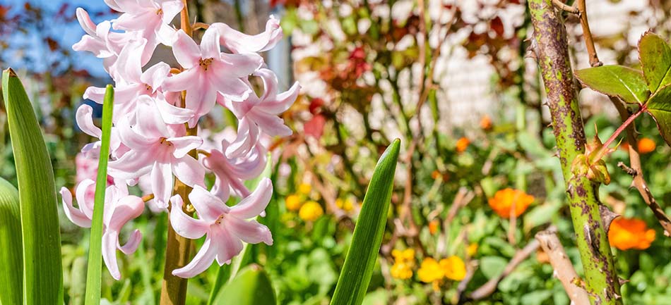 Pale pink hyacinth blooming in a spring landscape bed