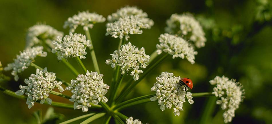 A ladybug on white Queen Anne's lace flowers