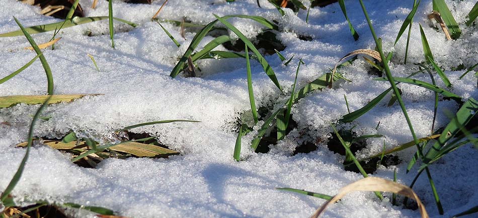 Grass blades emerging through melting snow