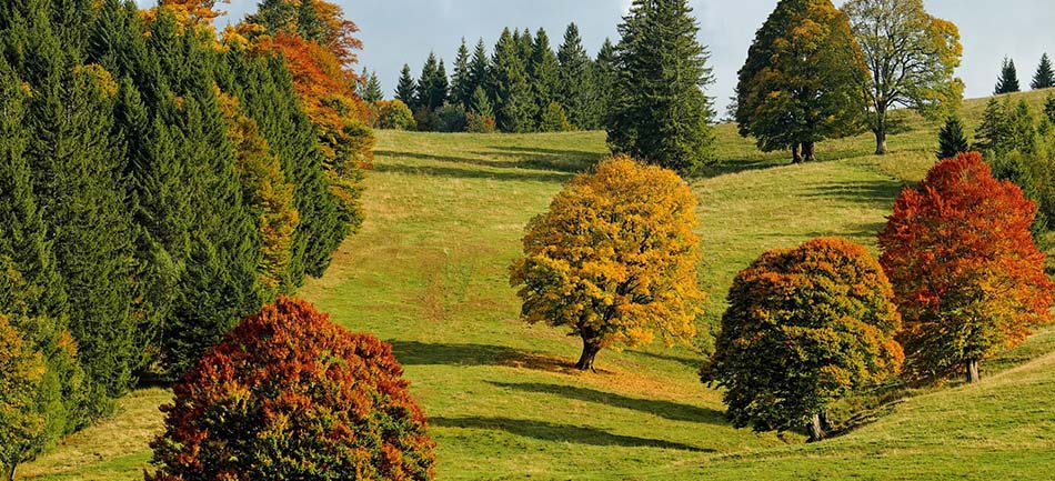 Autumn trees in orange and gold around a green lawn